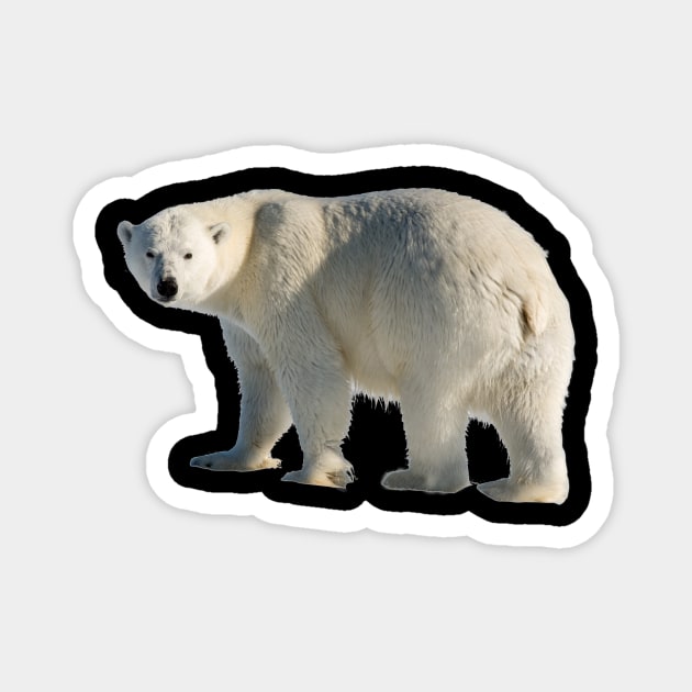 Polar Bear Magnet by Endangered Animals