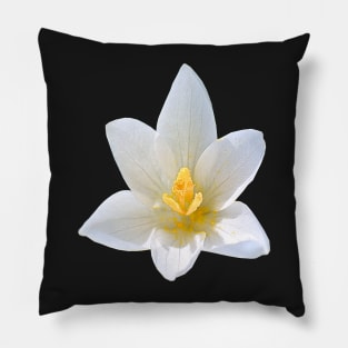 White Crocus Close Up No Background Pillow