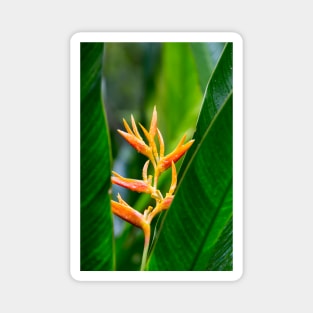 Tropical Heliconia Floral Photography Magnet