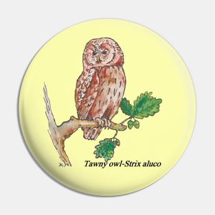 Tawny owl-Strix aluco-night bird Pin