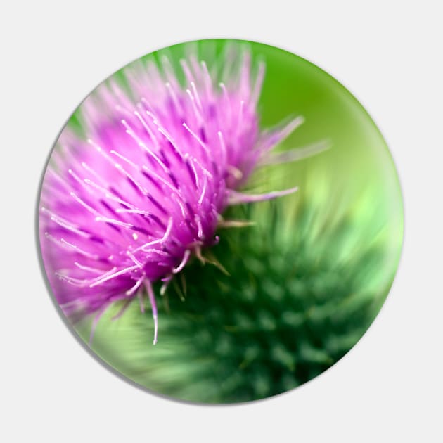 Thistle Pin by JeanKellyPhoto