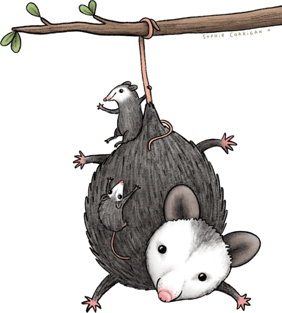 Opossum Family Kids T-Shirt by Sophie Corrigan