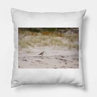 The Dotterel Pillow