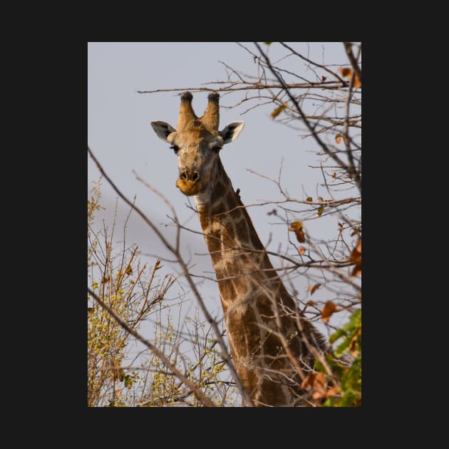 Young curious giraffe in Botswana by Steves-Pics