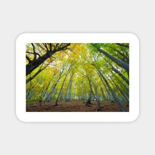 Green beech forest illuminated by the sun, low and wide angle view Magnet