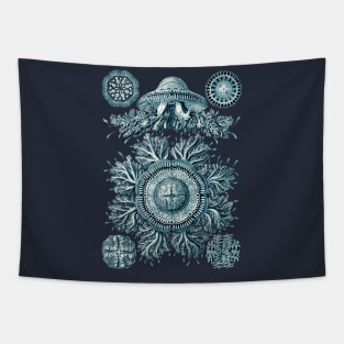 Ernst Haeckel Discomedusae Jellyfish Plate 28 Cerulean Tapestry