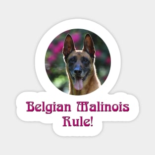 Belgian Malinois Rule! Magnet