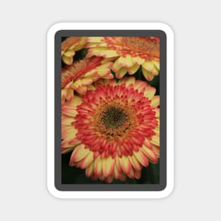 Gerbera in bewegung Magnet