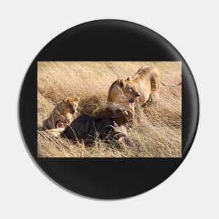 Lioness and Cubs at a Wilderbeest Kill, Maasai Mara, Kenya Pin