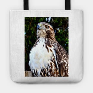 Adult Red Tailed Hawk Tote