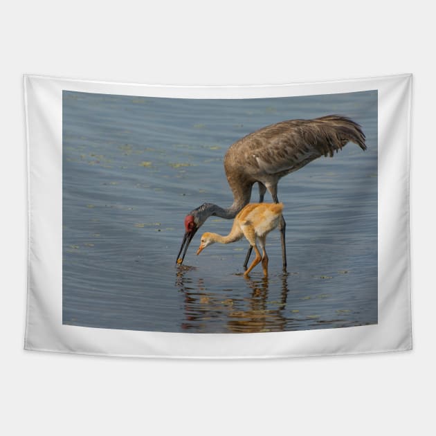 Feeding Sandhill Cranes Tapestry by joesaladino