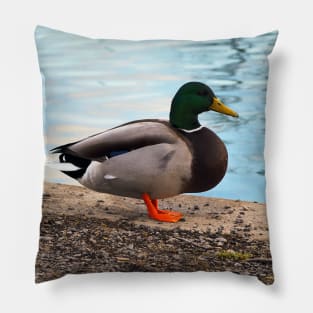 Male Mallard Duck Standing By The Pond Pillow