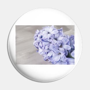 Blue hyacinth flower on cement background Pin