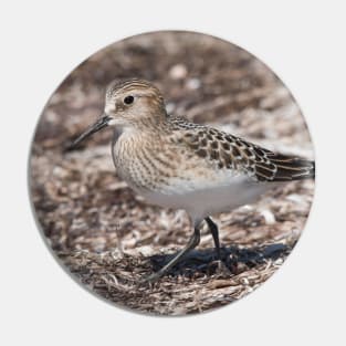 Baird (Sandpipers) on the Beach Pin