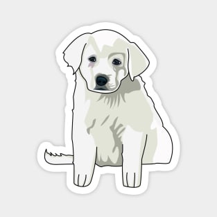 Baby Akbash dog , cute puppy, great pyrenees baby, akbash baby dog australia Magnet