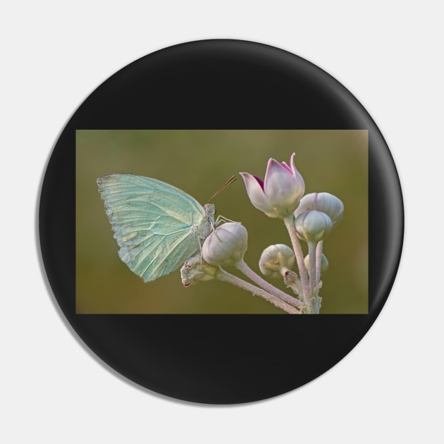 Mottled Emigrant Butterfly on a Flower Pin by TonyNorth