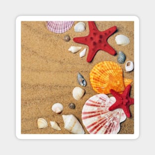 Colorful Seashells Shore Photography Magnet