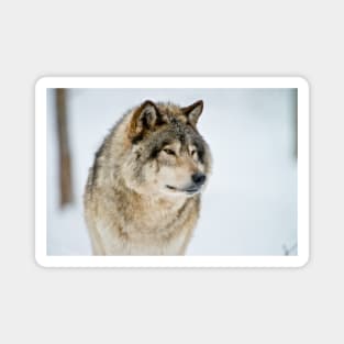 Gray Wolf Magnet