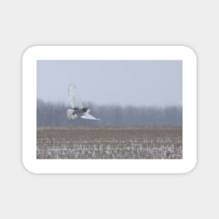 Snowy Owl takes flight Magnet