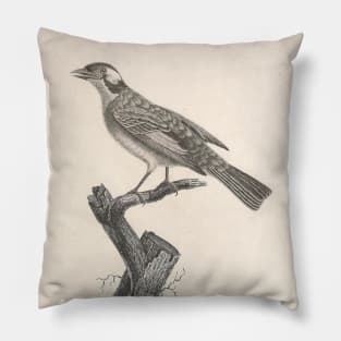 The Palmist Blackbird Young Age Pillow