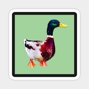 Drake duck print - green Magnet