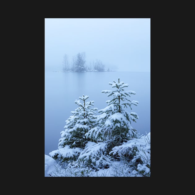 Foggy winter lake and spruce trees by Juhku