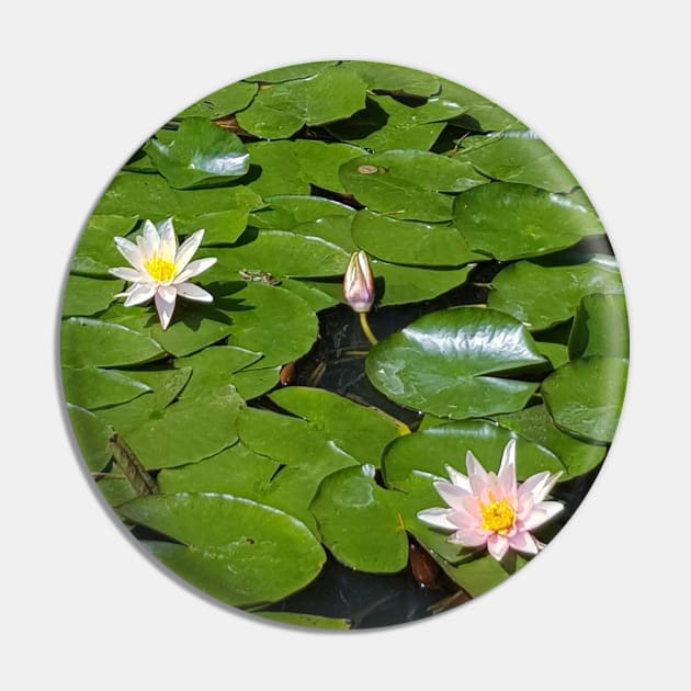 Water lilies Pin by threeblackdots