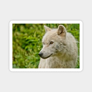 Arctic Wolf Magnet