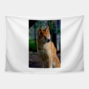 Dingo Gaze Tapestry