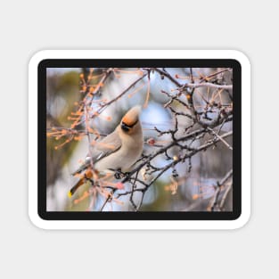 Bohemian Waxwing Magnet