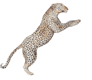 Leaping Leopard Magnet