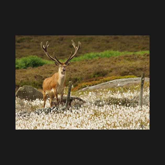 stag in cotton grass peak district by Simon-dell