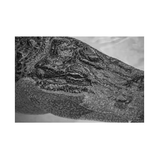 Relaxing Alligator black and white 2 by KensLensDesigns