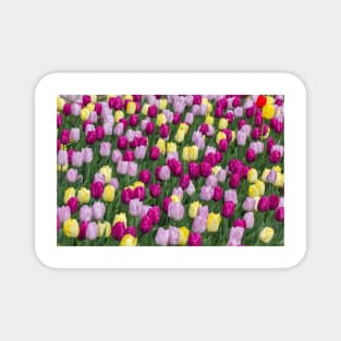 Solely Tulips, Meersburg - Lake Constance Magnet