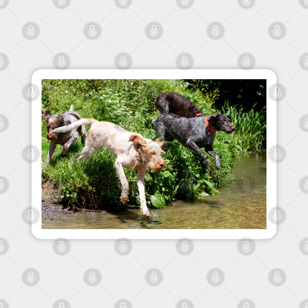 River adventure Spinone Magnet by heidiannemorris