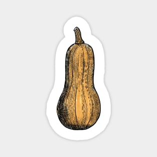 Butternut squash, squash, winter squash, vegetable, Magnet