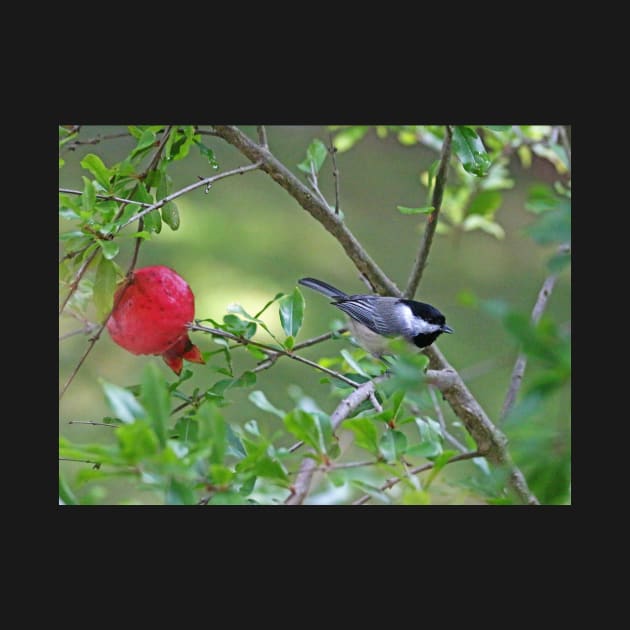 Chickadee in a Pomogranete Tree by EileenMcVey