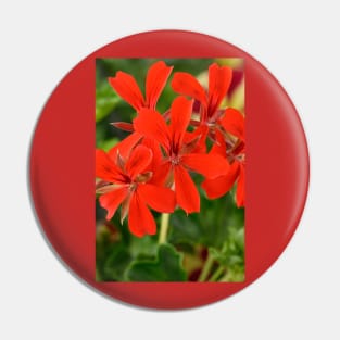 Ivy-leaved Pelargonium Pin