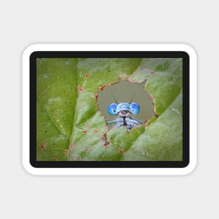 Common Blue Damselfly Looking through a Hole in a Leaf Magnet