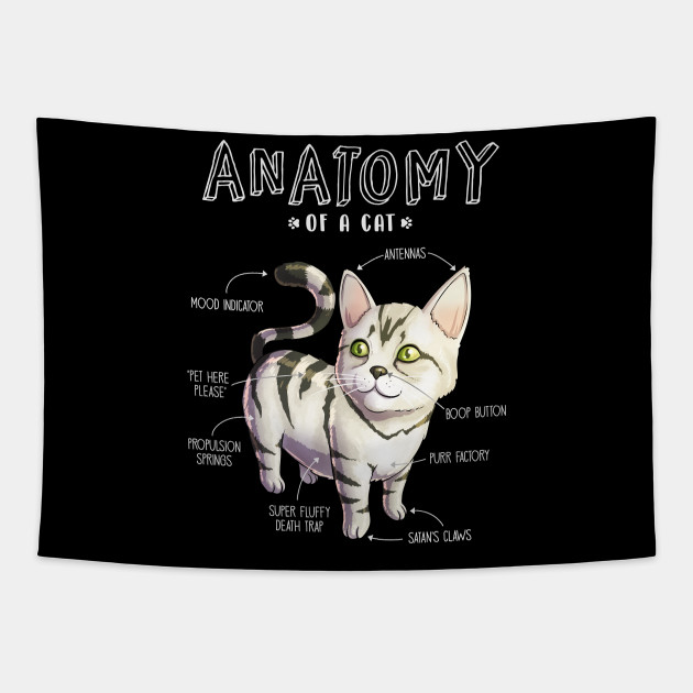 Anatomy Of A Cat Funny Cat Kitten Shirt S Cat Tapisserie Teepublic De