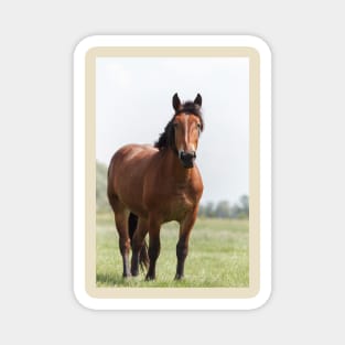 Sorrel horse on pasture Magnet