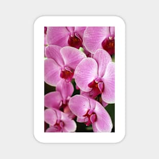 Pink Orchid Magnet