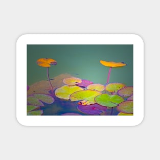 lotus floating leaves Magnet