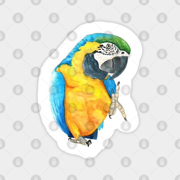 blue-and-gold macaw  ara ararauna parrot watercolor n.2 Magnet by Oranjade0122