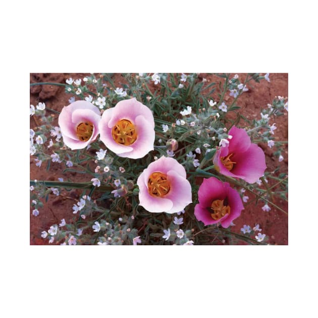 Sego Lily Group State Flower Of Utah With Bulbous Edible Root Canyonlands National Park by AinisticGina