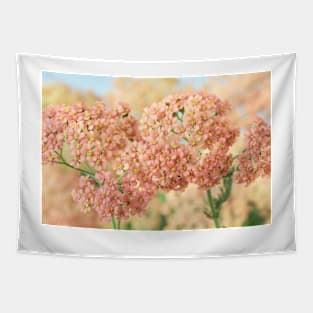 Achillea millefolium &#39;Salmon Beauty&#39; Tapestry