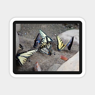 Butterfly Congregation Magnet