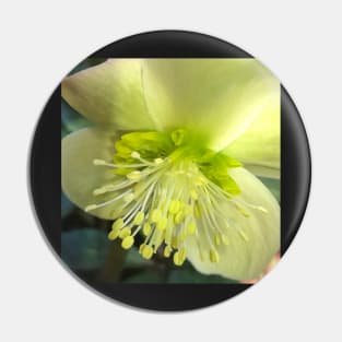 The Shining and Tender Winter Yellow Hellebore Pin