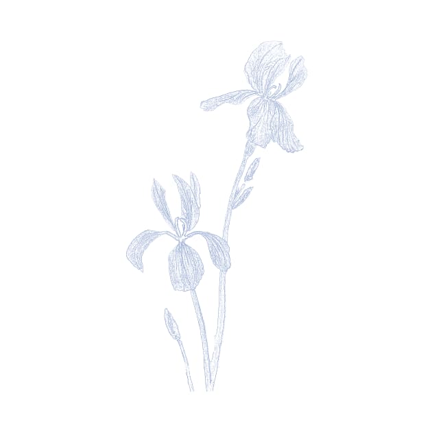 2 elegant irises ink drawing by colorandcolor