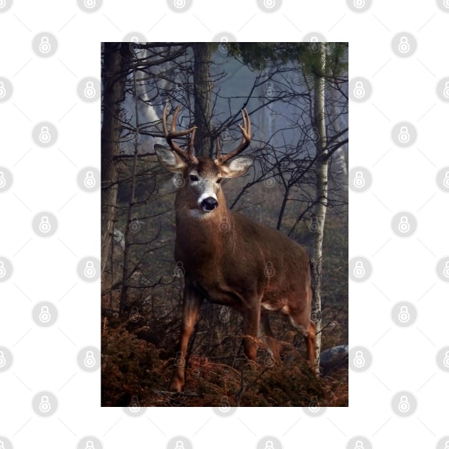 Buck on ridge portrait - White-tailed Deer by Jim Cumming